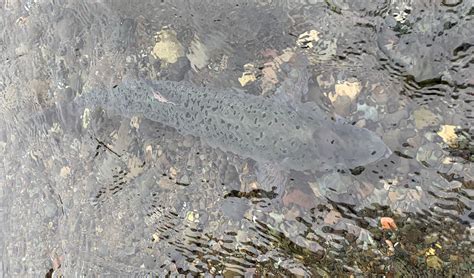 mywdfw|catching flounder from shore in washington.